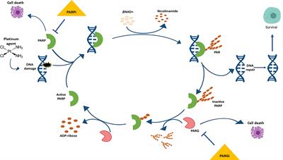 Inhibition of Poly ADP-Ribose Glycohydrolase Sensitizes Ovarian Cancer Cells to Poly ADP-Ribose Polymerase Inhibitors and Platinum Agents